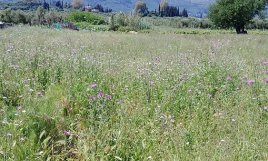 Laganas, Zakynthos – Land for Sale